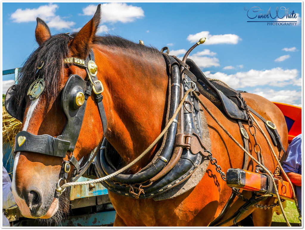 Heavy Horse by carolmw