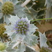  Sea Holly by 365anne