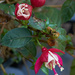 Fuchsia by gardencat