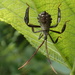 Leaf-footed Bug by cjwhite