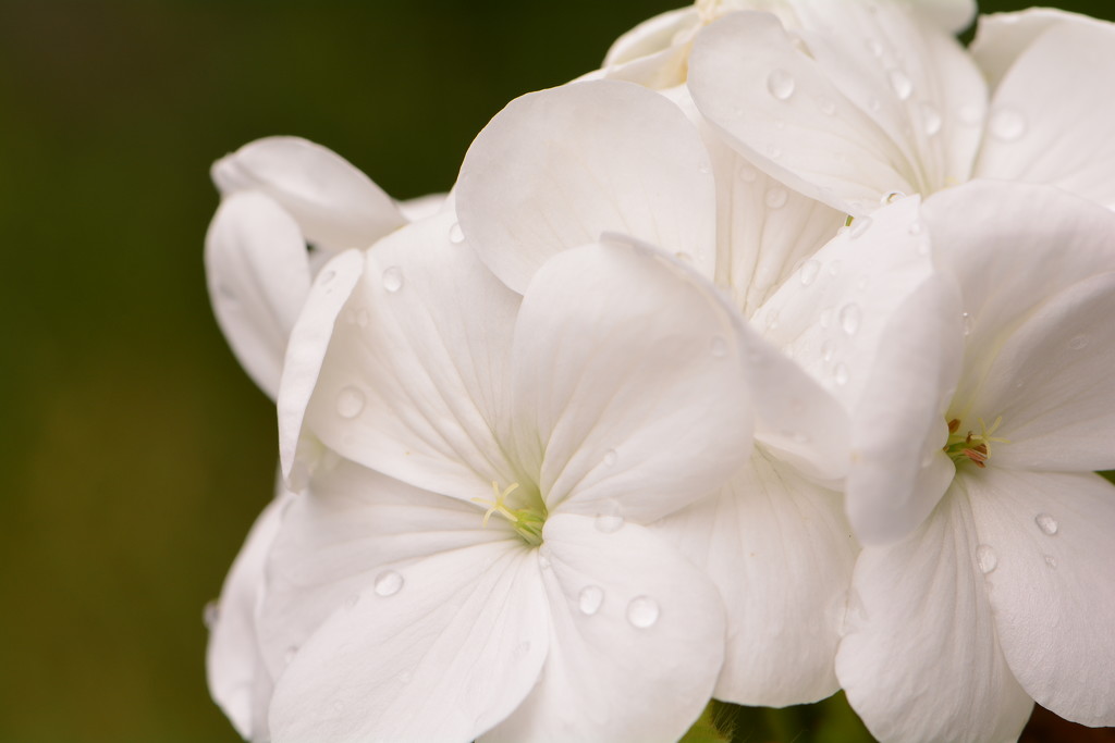 White geranium by ziggy77