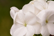 8th Aug 2016 - White geranium