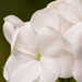 White geranium by ziggy77