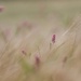 The Wheatfield by motherjane