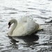  Aggressive Swan by susiemc