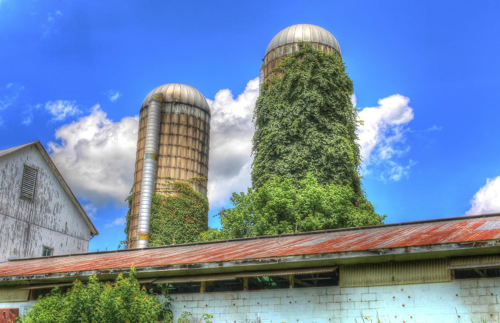 Silos with greenery by mittens