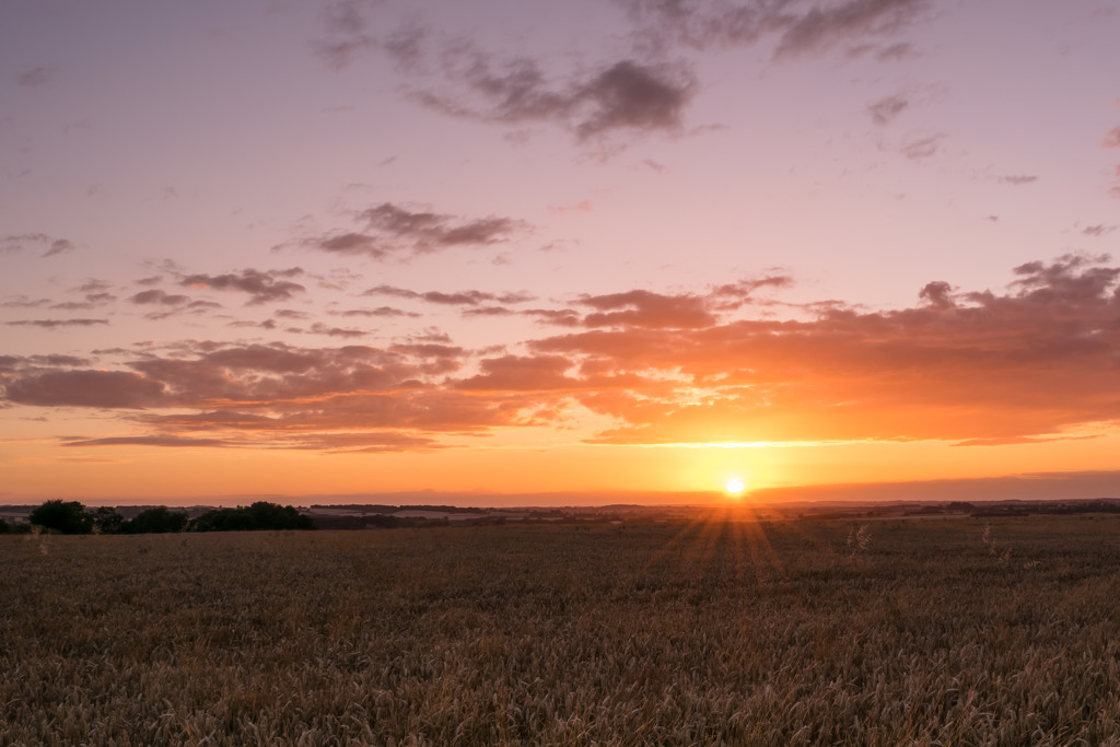 Sunset on Wheat by rjb71