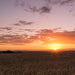 Sunset on Wheat by rjb71