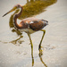 One More Tricolored Heron! by rickster549