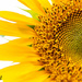 Sunflower  by radiogirl