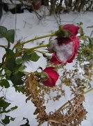 12th Dec 2010 - Last roses