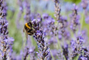 8th Aug 2016 - Lavender bee