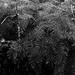 Ferns by peterdegraaff