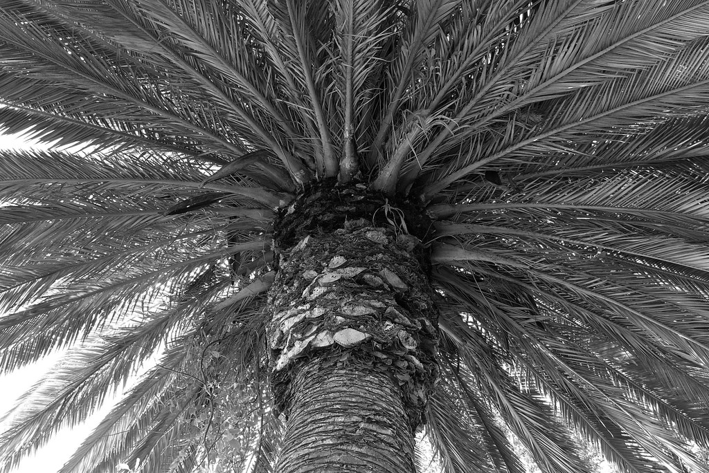 Under the palm tree by leggzy