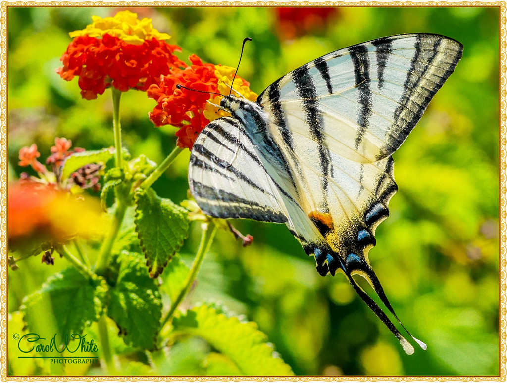 Swallowtail Butterfly On Lantana by carolmw