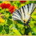 Swallowtail Butterfly On Lantana by carolmw