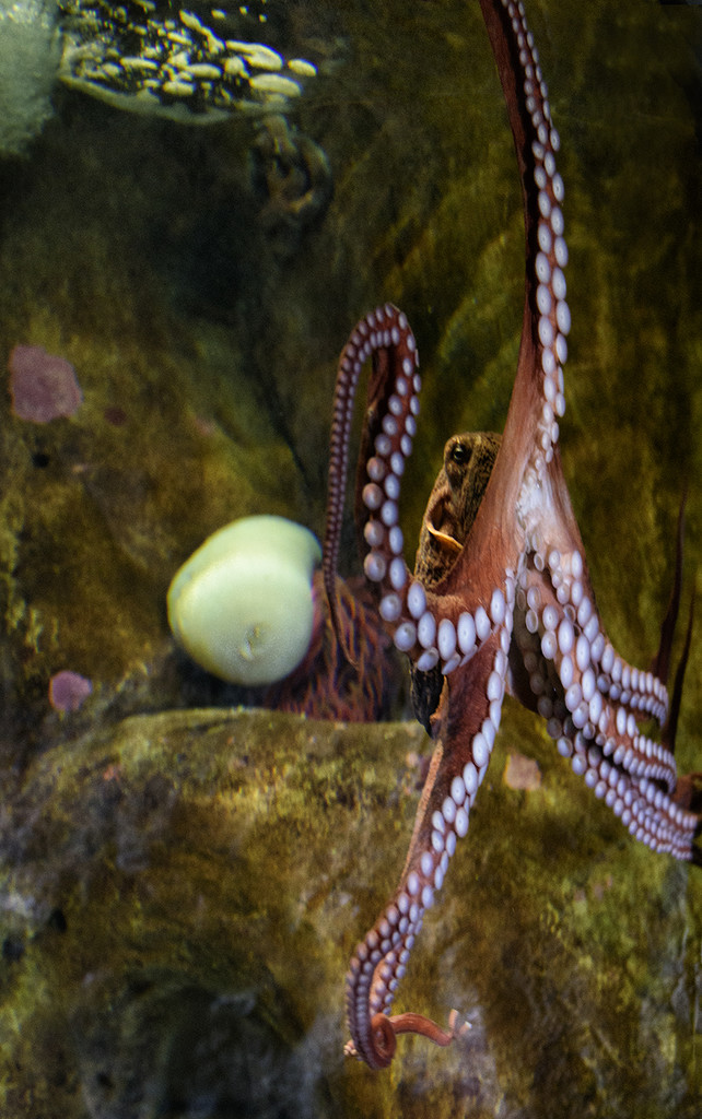 Octypus by jgpittenger