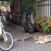 Dogs & bikes by happypat