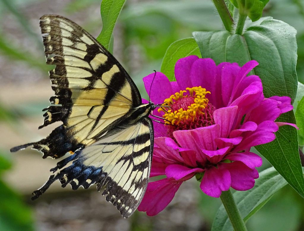 Female Tiger Swallowtail Nectaring by annepann