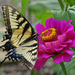 Female Tiger Swallowtail Nectaring by annepann