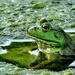 Fair Frog by lynnz