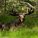 Moose by elisasaeter