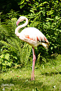 21st Jul 2016 - Flamingo
