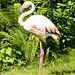 Flamingo by elisasaeter