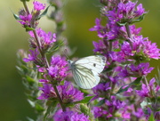 9th Aug 2016 -  Green Veined White Butterfly 