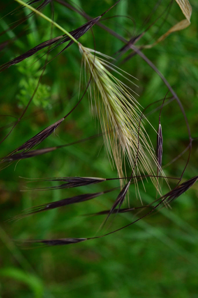 Grasses of a different colour by ziggy77