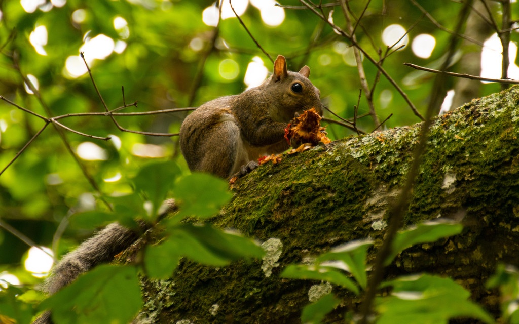 Squirrel Having Lunch! by rickster549