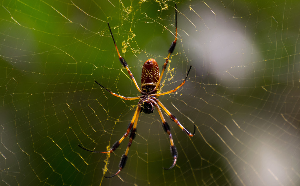 Spider and Web! by rickster549