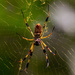 Spider and Web! by rickster549