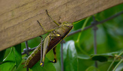 9th Aug 2016 - Grasshopper Hanging On!!