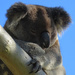 winter warmth by koalagardens