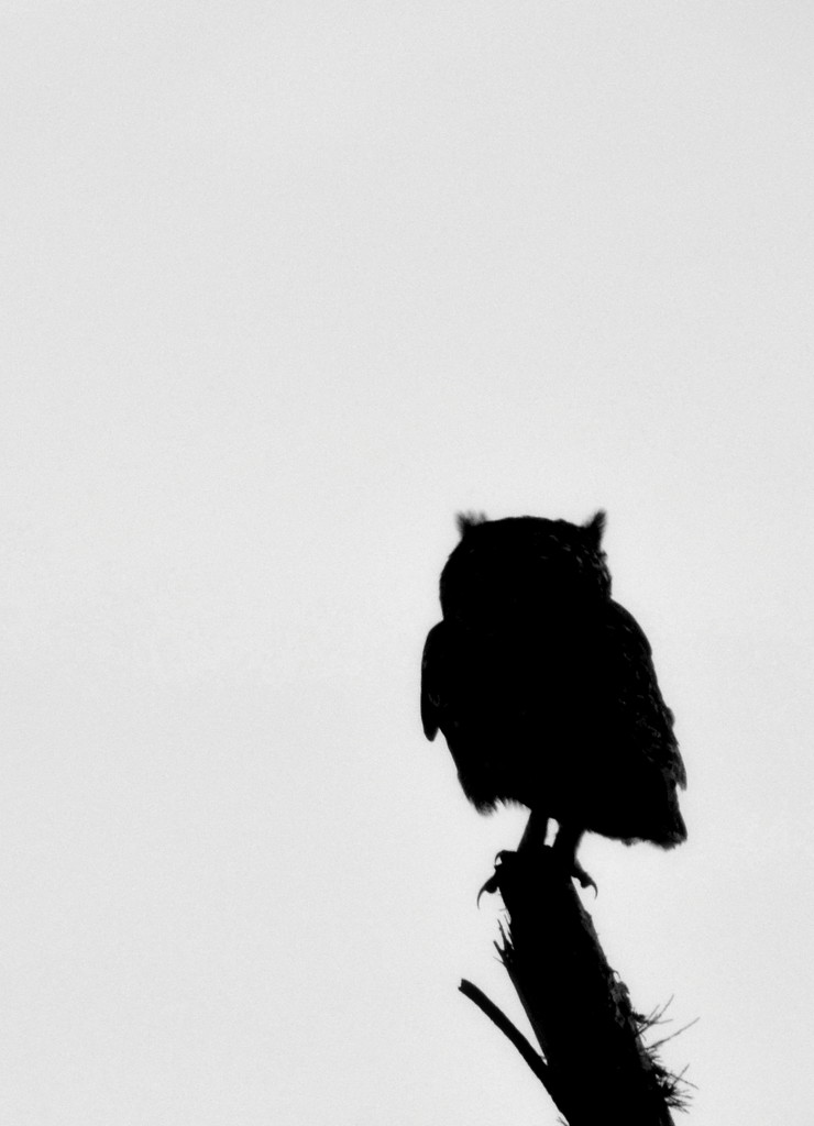 The Owl by salza