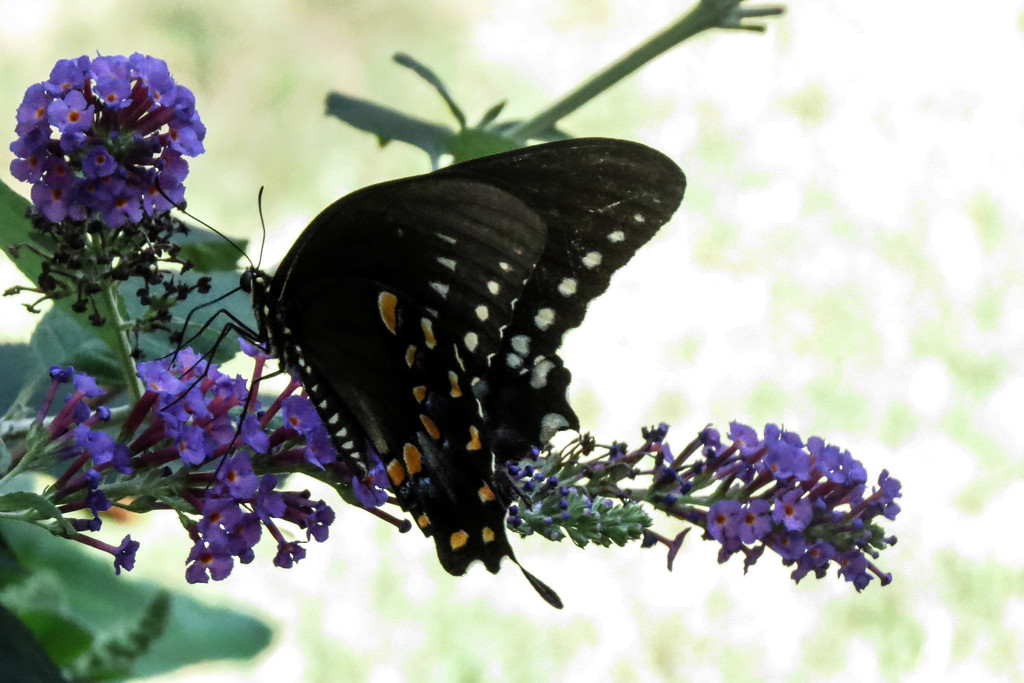 First Backyard Butterfly by milaniet