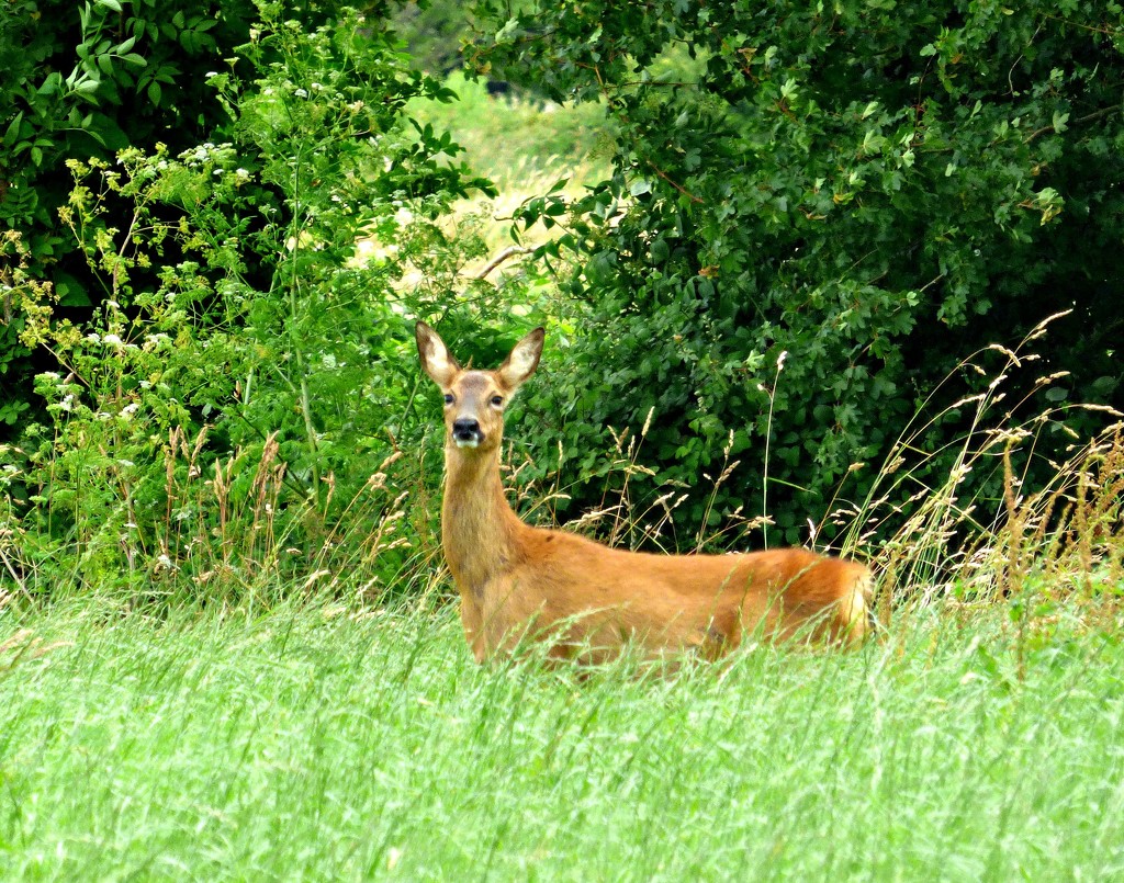 Startled Roe deer... by julienne1