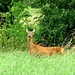 Startled Roe deer... by julienne1