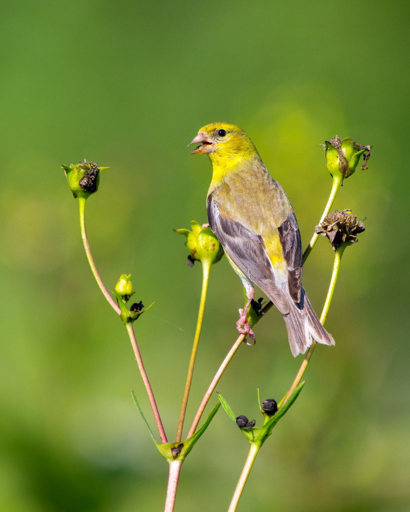 American Goldfinch Female Portrait by rminer