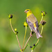 American Goldfinch Female Portrait by rminer