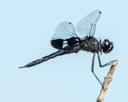 9th Aug 2016 - Dragonfly closeup