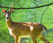 8th Aug 2016 - Deer Closeup
