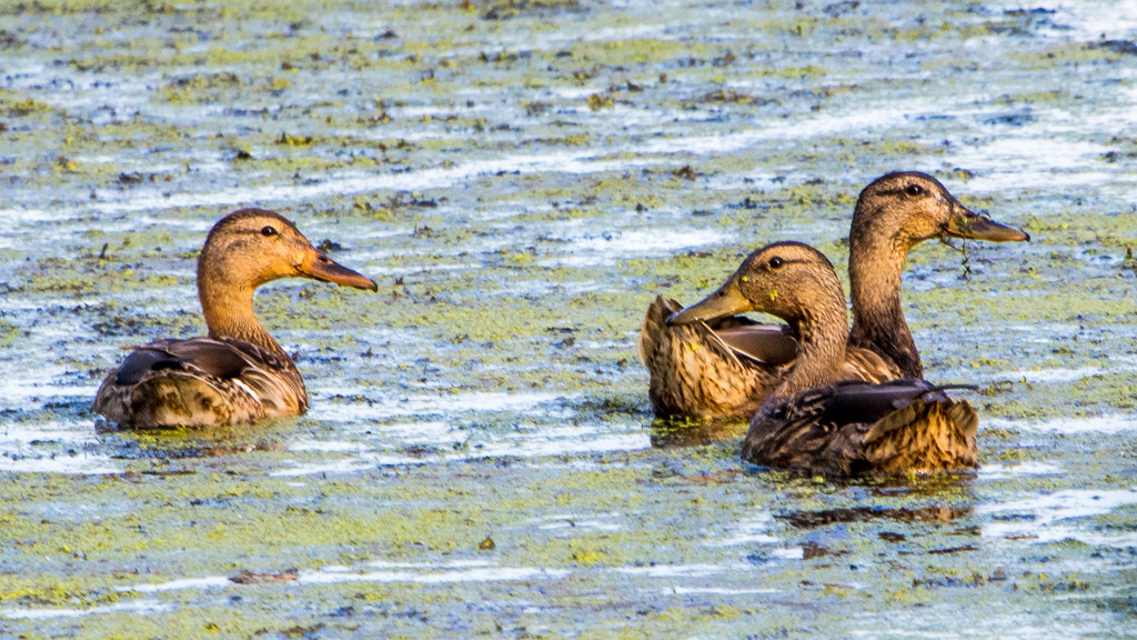 Three Mallards by rminer