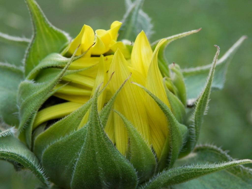 First Sunflower  by julie