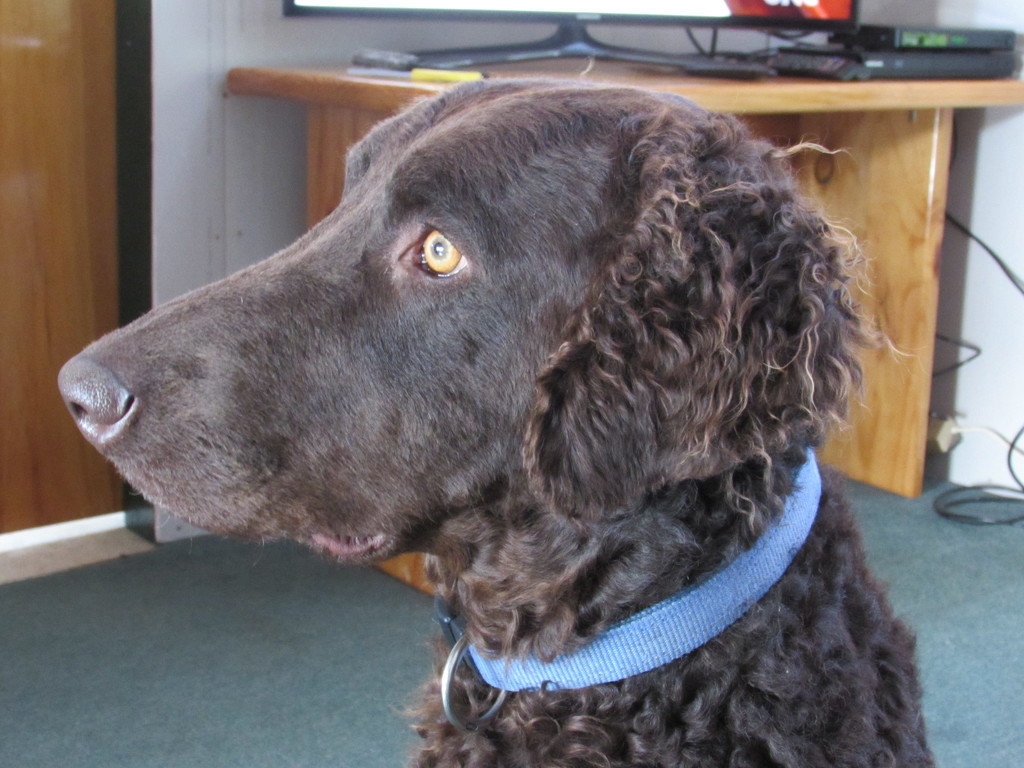 Zac our lovely curly coated retriever by Dawn