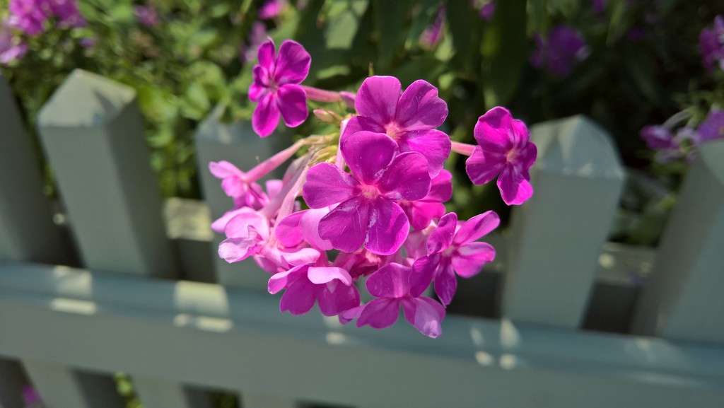 Pink Phlox on Pond St. by deborahsimmerman