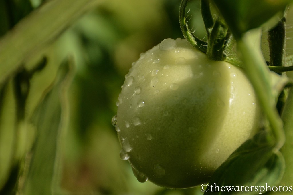 Dew on the tomato by thewatersphotos