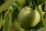 9th Aug 2016 - Dew on the tomato