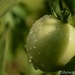 Dew on the tomato by thewatersphotos